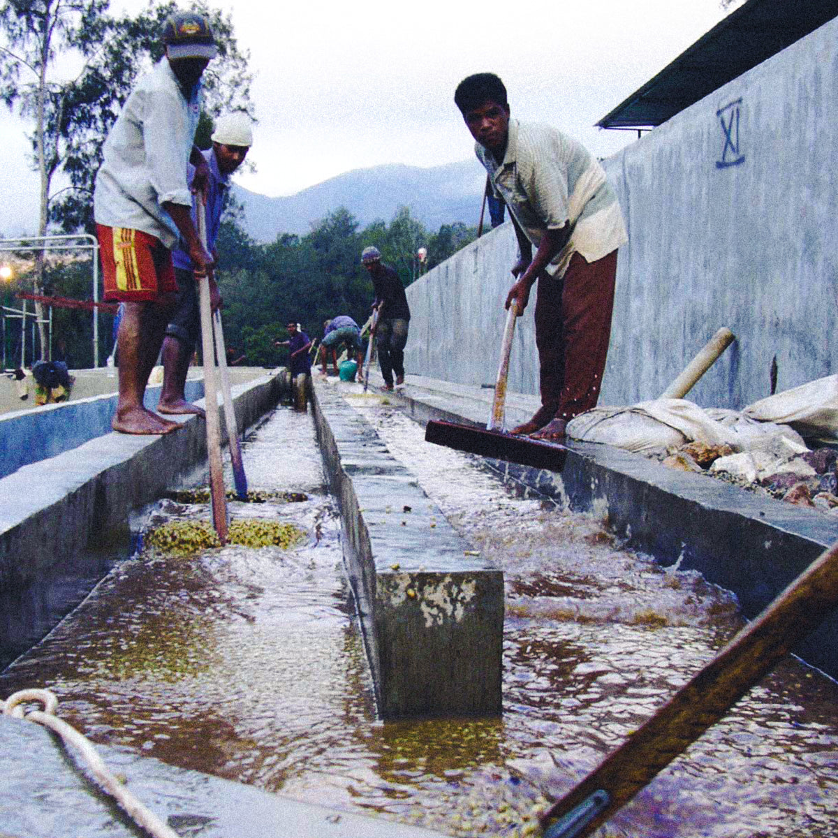Washed vs Natural processing: Why Your Coffee Tastes the Way It Does.