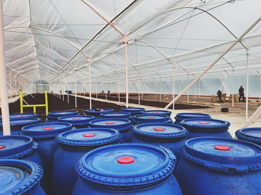 What is wine processing in coffee?