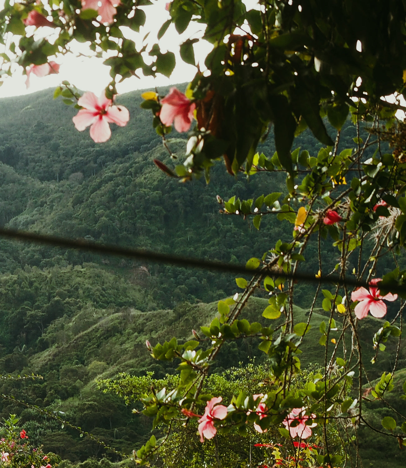 Colombia Anei