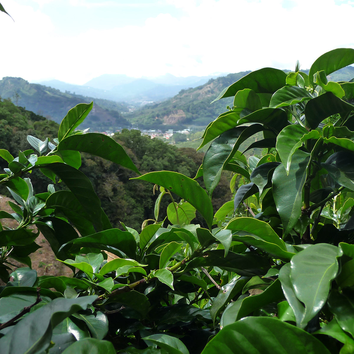 Costa Rica CoopeDota Hermosa