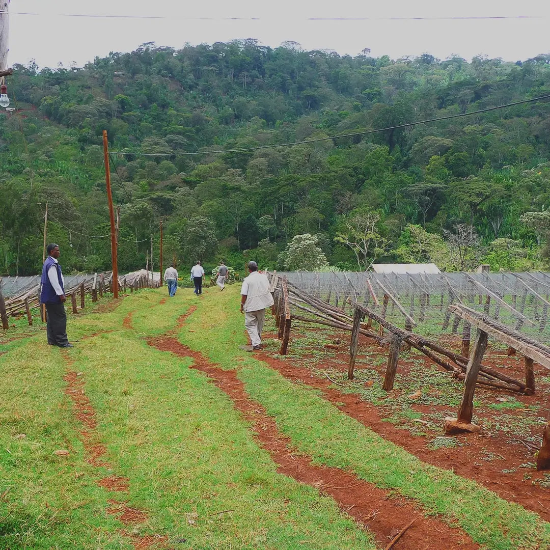 Ethiopia Yirgacheffe Adamegorbota
