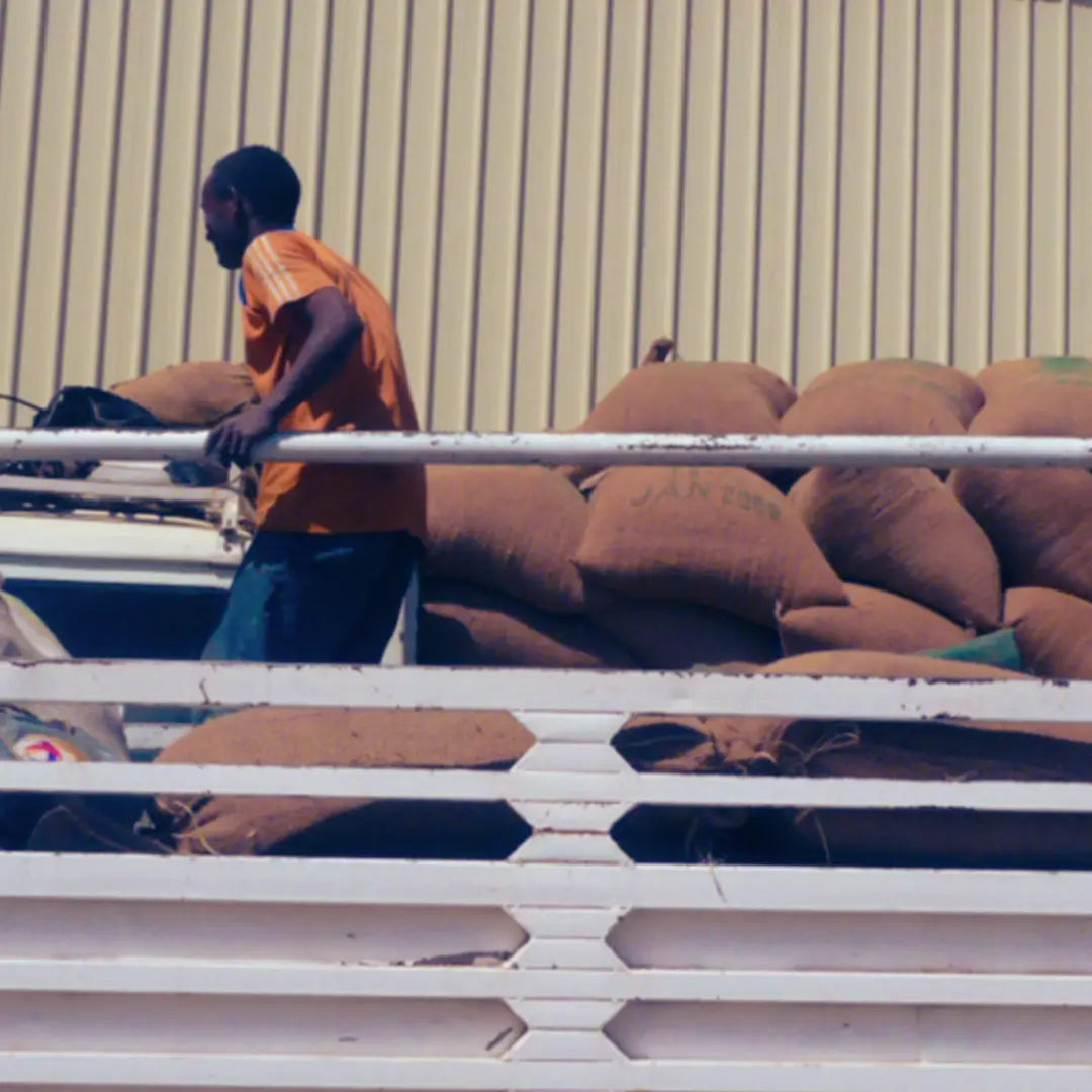 Ethiopia Yirgacheffe Adamegorbota