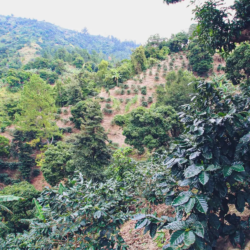 Jamaica Blue Mountain