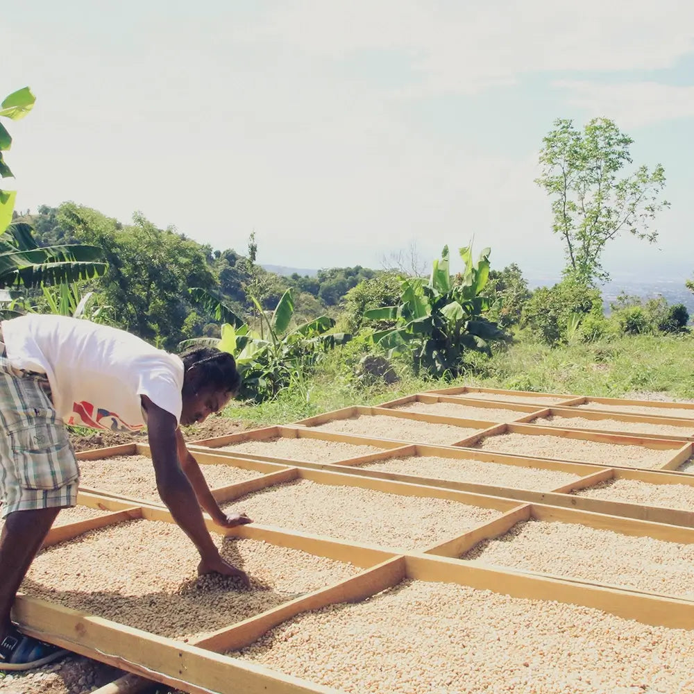 Jamaica Blue Mountain