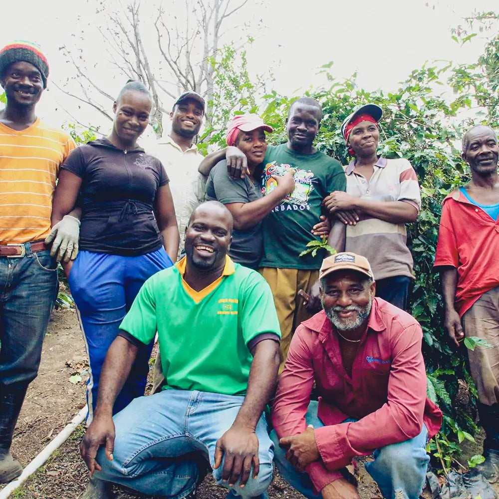 Jamaica Blue Mountain