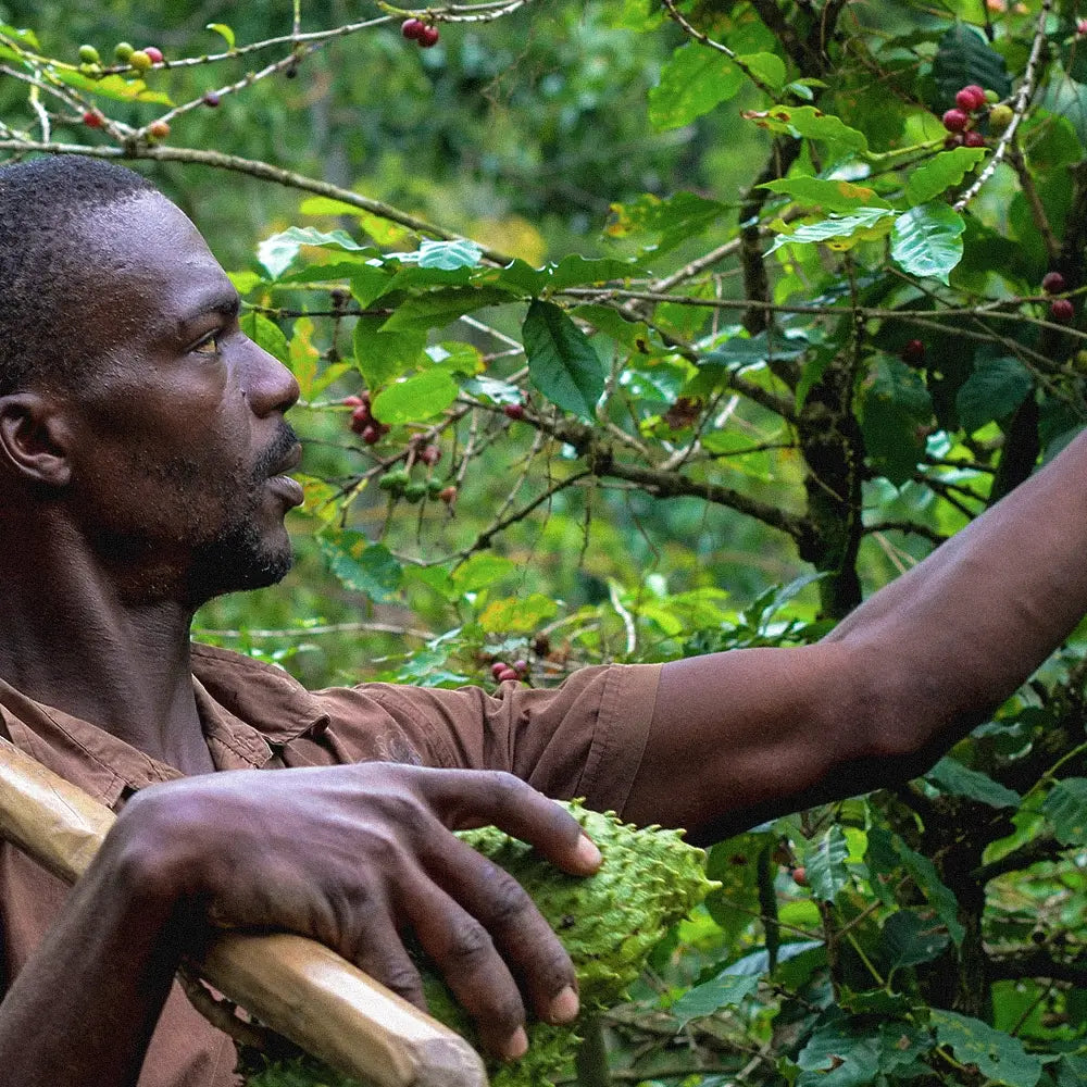 Jamaica Blue Mountain