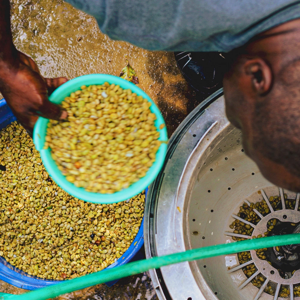 Jamaica Blue Mountain