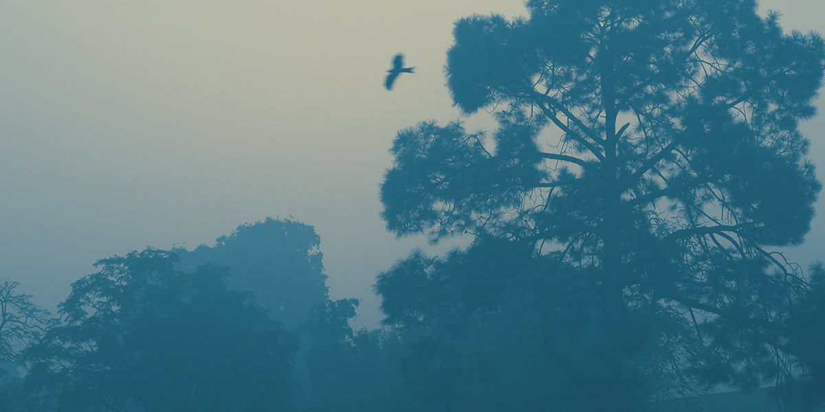 Grange Estate - Shevaroy Hills