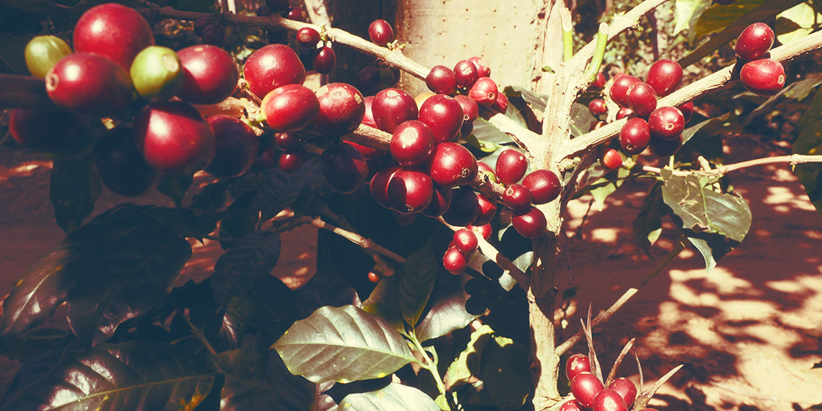 Grange Estate - Shevaroy Hills