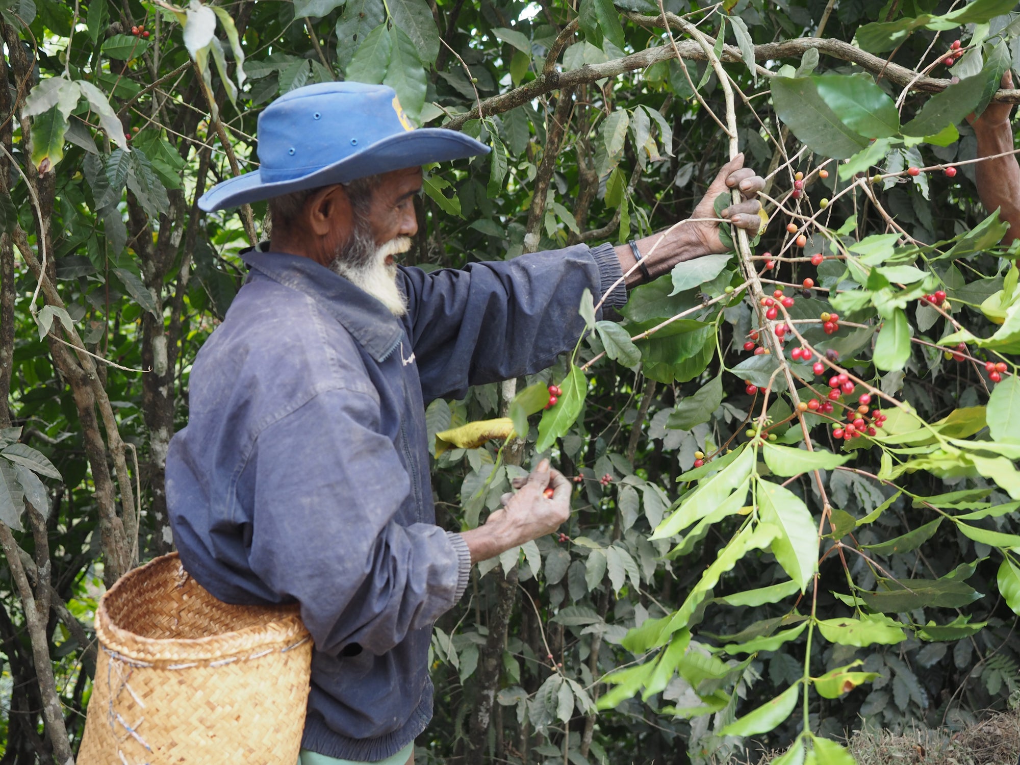 Origin Stories: Fairtrade Cooperatives in East Timor