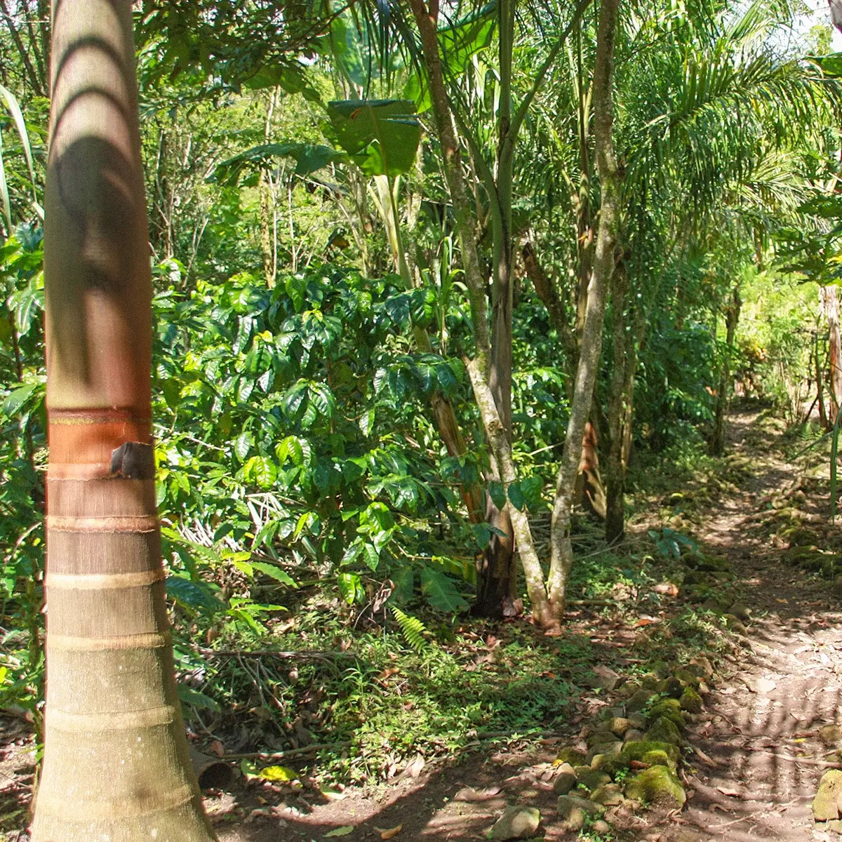 Shade Grown Coffee