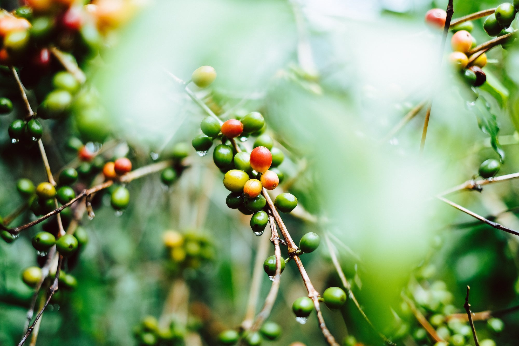 Explore Varietals For A New Favourite Coffee