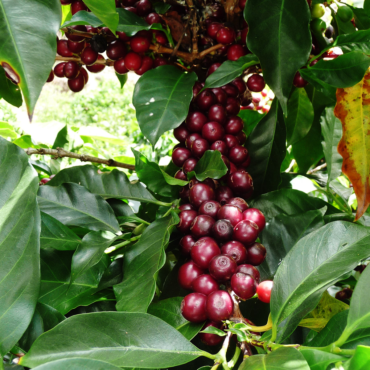Costa Rica CoopeDota Hermosa
