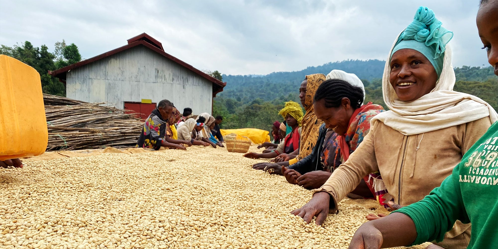 Ethiopia Yirgacheffe Fairtrade Organic Coffee Beans | Jasper Coffee