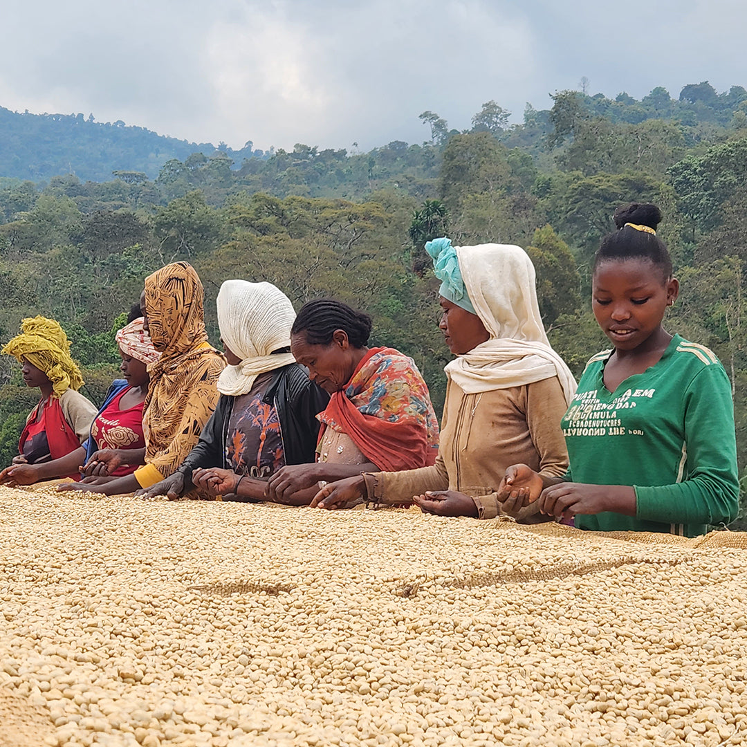 The Best Organic Fairtrade Single Origin Coffees Bundle