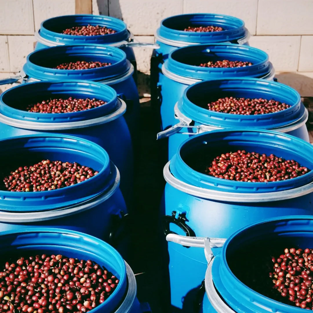 Ethiopia Hambela Wine Process