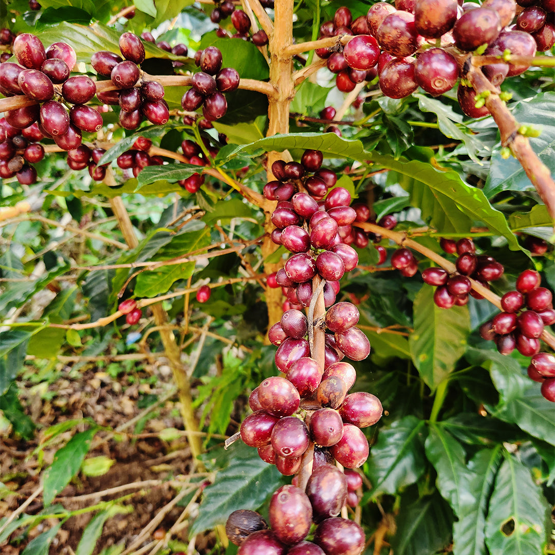 Guatemala El Boquerón