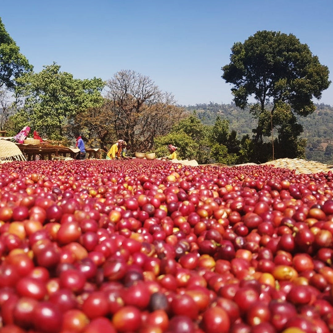 Ethiopia Hambela Wine Process