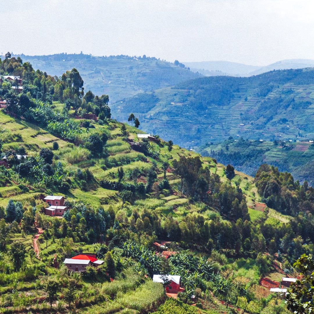 Rwanda Inzovu Washed