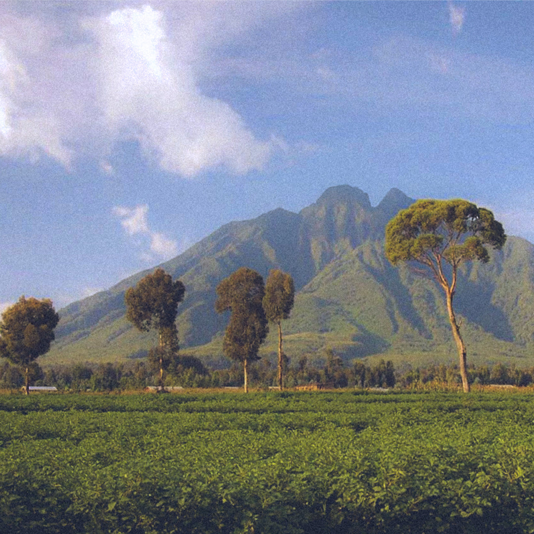 Rwanda Inzovu Washed