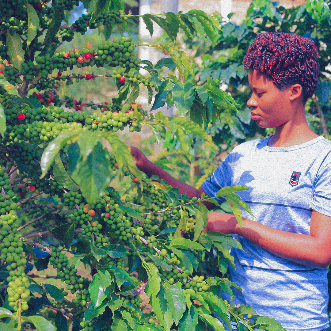 Rwanda Inzovu Washed