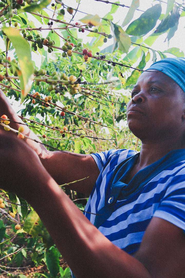 Rwanda Inzovu Washed