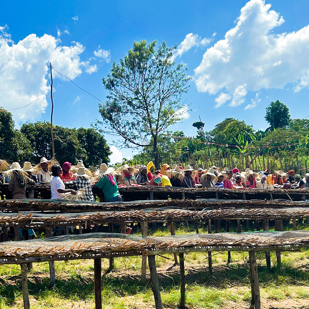 Ethiopia Hambela Wine Process